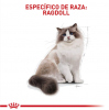 Ragdoll 